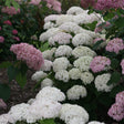 Invincibelle Wee White hydrangea in a pot, white blooms
