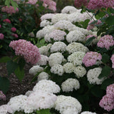 Invincibelle Wee White hydrangea in a pot, white blooms