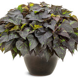 Sweet Caroline Sweetheart Shadowstorm sweet potato vine in a pot