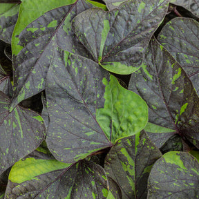 Sweet Caroline Sweetheart Shadowstorm sweet potato vine in a pot