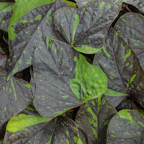 Sweet Caroline Sweetheart Shadowstorm Sweet Potato Vine | Proven