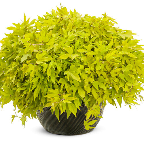 Sweet Caroline Upside Key Lime sweet potato vine in pot