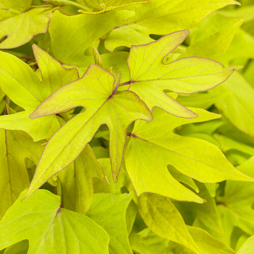 Sweet Caroline Upside Key Lime sweet potato vine in pot