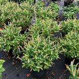 Fizzy Mizzy sweetspire shrub in a nursery pot