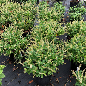 Fizzy Mizzy sweetspire shrub in a nursery pot