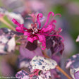 Variegated Chinese fringe-flower in a nursery pot