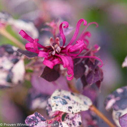 Variegated Chinese fringe-flower in a nursery pot