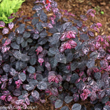 Variegated Chinese fringe-flower in a pot with pink blooms