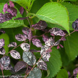 variegated Chinese fringe-flower in a container