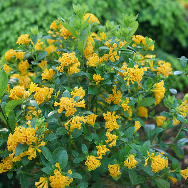 Cestrum JUICED Orange Jessamine in a nursery pot