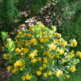 Cestrum JUICED™ Orange Jessamine in a nursery pot