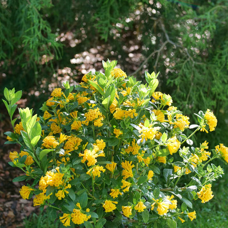 Cestrum JUICED™ Orange Jessamine in a nursery pot