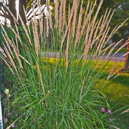Karl Foerster Feather Reed Grass | Proven Winners