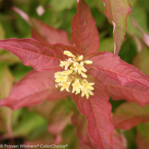 Kodiak Orange Diervilla in a nursery pot