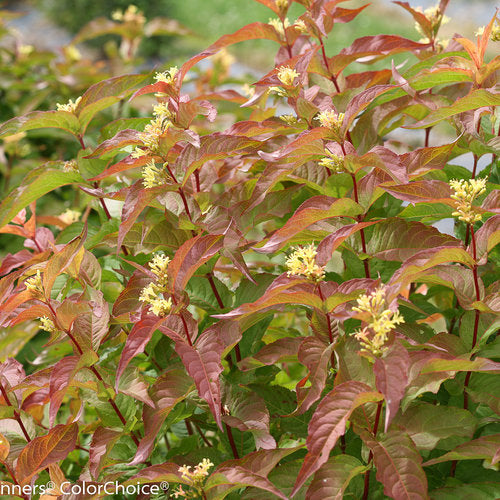 KODIAK Orange diervilla in a nursery pot