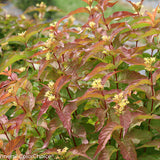 KODIAK Orange diervilla in a nursery pot