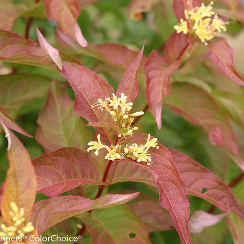 Kodiak Orange Diervilla in a nursery pot