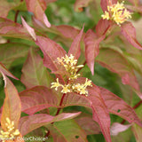 Kodiak Orange Diervilla in a nursery pot