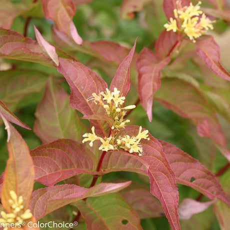 Kodiak Orange Diervilla in a nursery pot