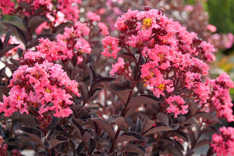 Coral Crapemyrtle with pink blooms in a nursery pot