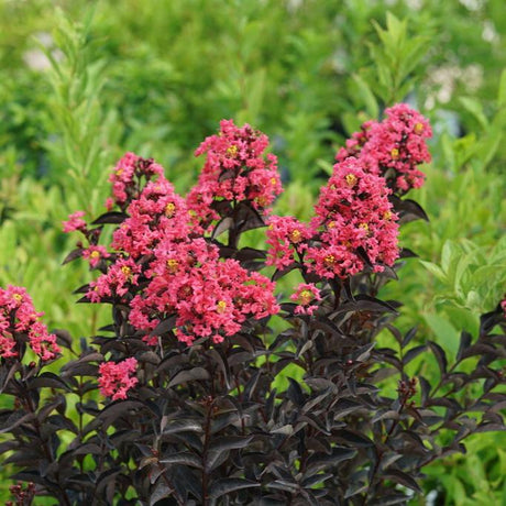 CENTER STAGE coral crapemyrtle with pink blooms in pot