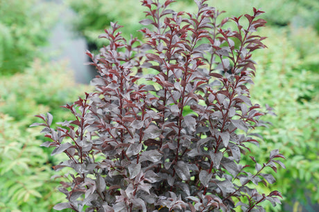 Center Stage Red Lagerstroemia with red blooms in a pot