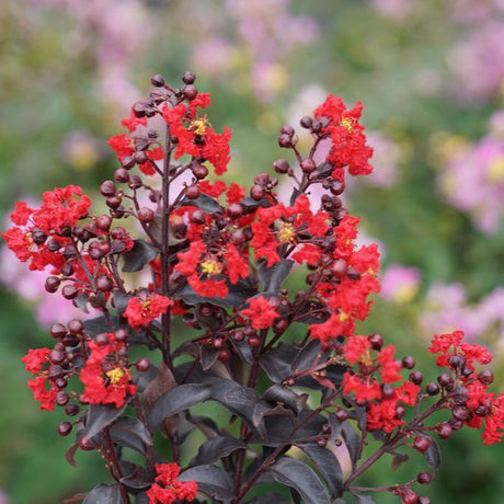 Center Stage Red Lagerstroemia in a nursery pot