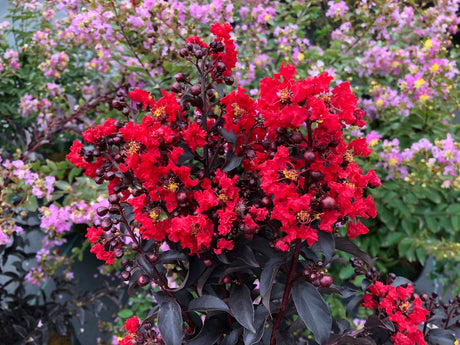 Center Stage Red Lagerstroemia with red blooms in a pot