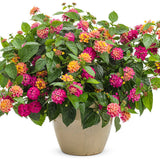 Luscious Royale Cosmo lantana with pink blooms in a pot