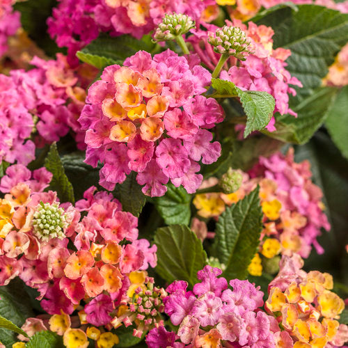 Lantana with purple and yellow blooms in a pot