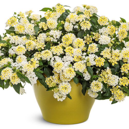 Luscious® Vanilla Breeze™ Lantana | Proven Winners