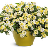 Luscious® Vanilla Breeze™ Lantana | Proven Winners