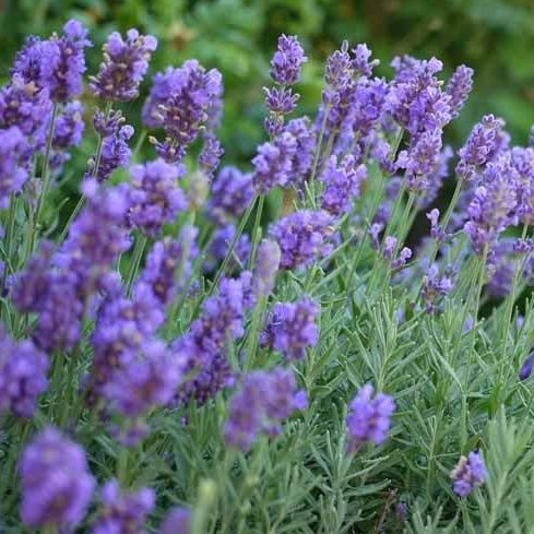 Creekside Champions Lavender - Thumbnail 3