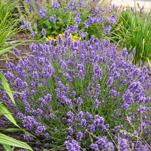 'Summer Serenade' Lavender | Proven Winners