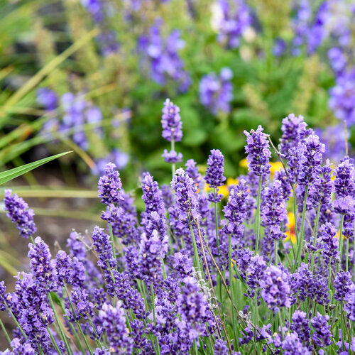 'Summer Serenade' Lavender | Proven Winners