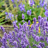 'Summer Serenade' Lavender | Proven Winners