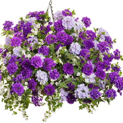 Superbena Stormburst verbena in a nursery pot