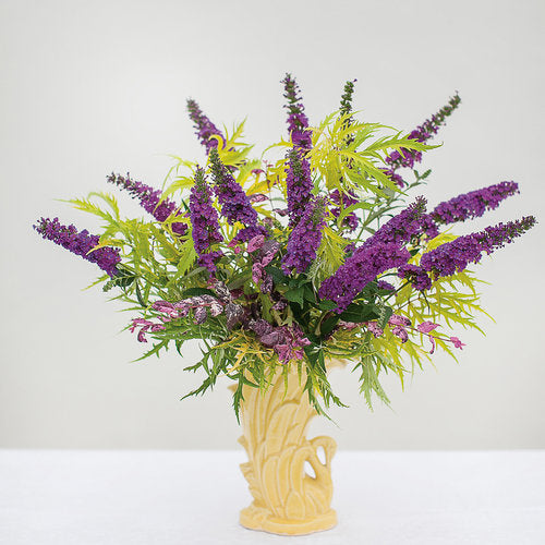 Proven Winners Buddleja Miss Violet Butterfly Bush - Thumbnail 5