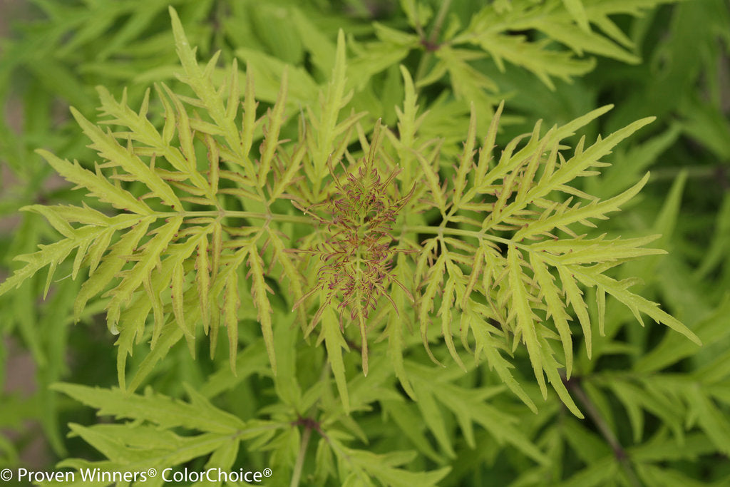 Lemony Lace elderberry with yellow foliage in a pot