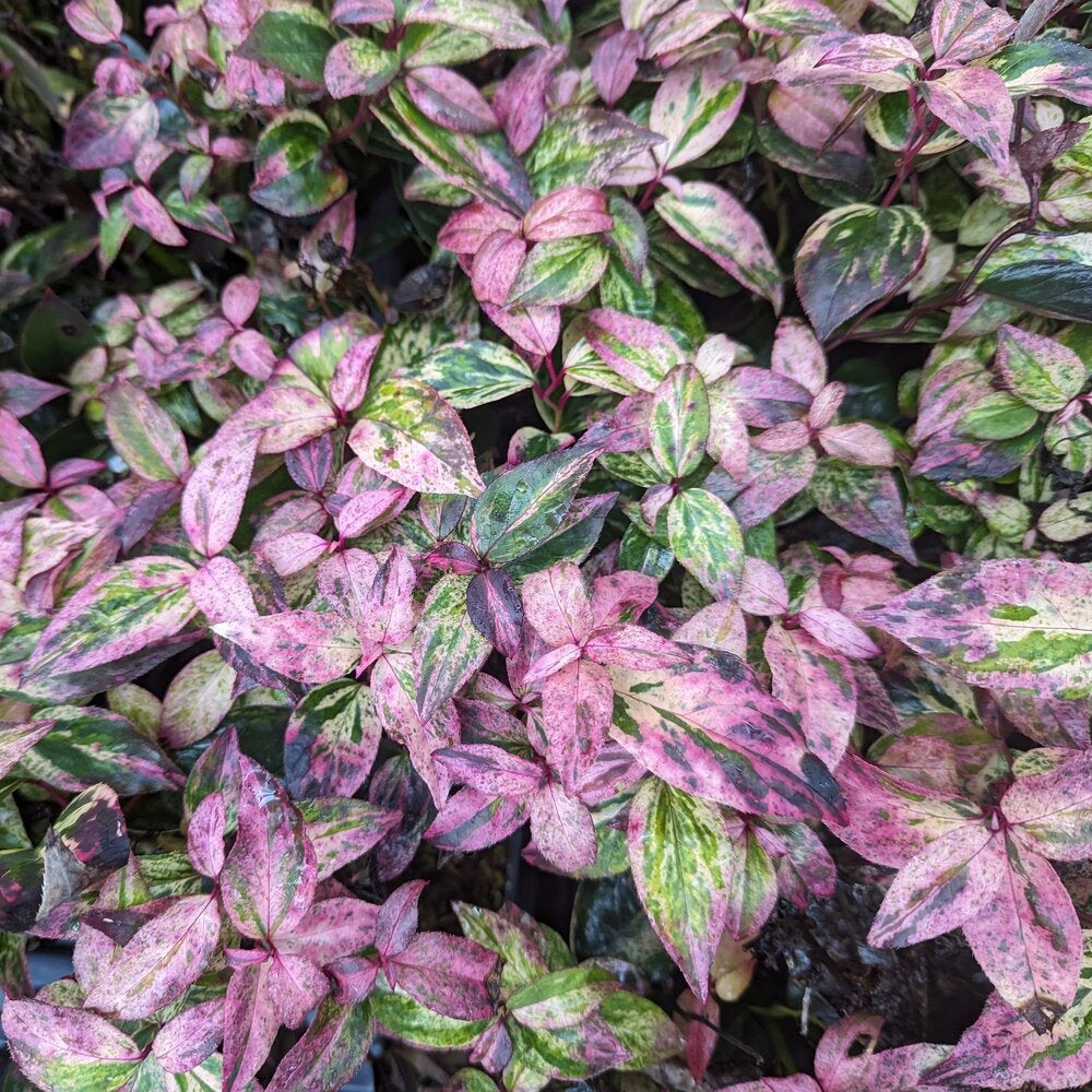 PAISLEY PUP® Doghobble | Proven Winners® – Creekside Nursery, Inc