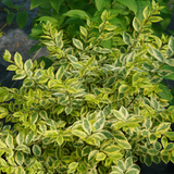 GOOD VIBRATIONS® privet shrub in a nursery pot
