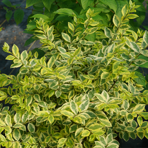 GOOD VIBRATIONS® privet shrub in a nursery pot