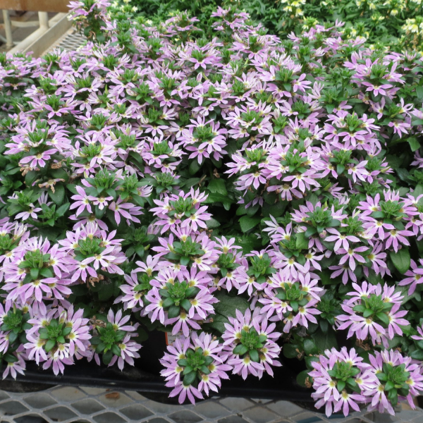 Surdiva Lilac Mist scaevola with lilac flowers in a pot