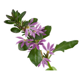 Surdiva Lilac Mist scaevola in a pot with purple blooms
