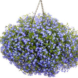 Laguna Royale Blue Pearl plant in a nursery pot