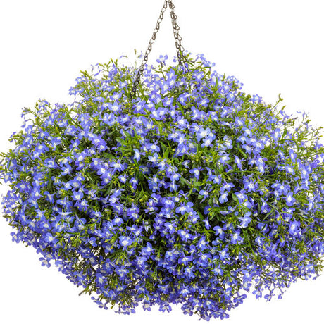 Laguna Royale Blue Pearl plant in a nursery pot
