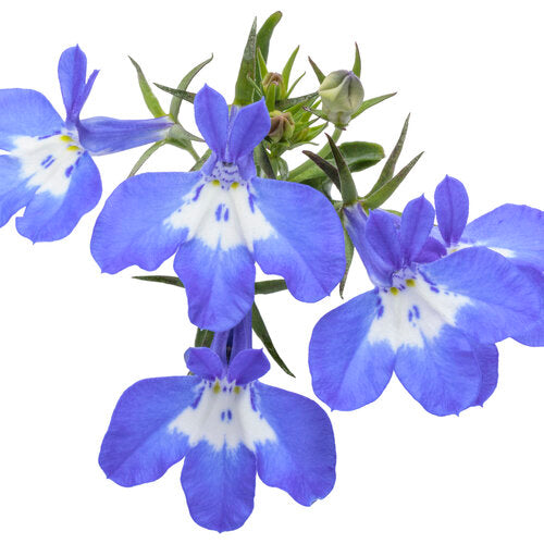 blue pearl potted plant Laguna Royale Blue Pearl
