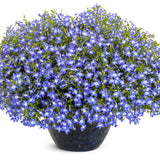 Laguna Royale Blue Pearl plant in a pot with blue-purple blooms