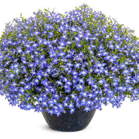 Laguna Royale Blue Pearl plant in a pot with blue-purple blooms