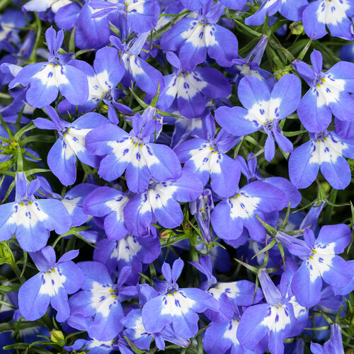 Laguna Royale Blue Pearl | Proven Winners® – Creekside Nursery, Inc